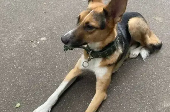 Найдена собака, Москва, фото: Собака найдена: ул. Маршала Захарова, Москва