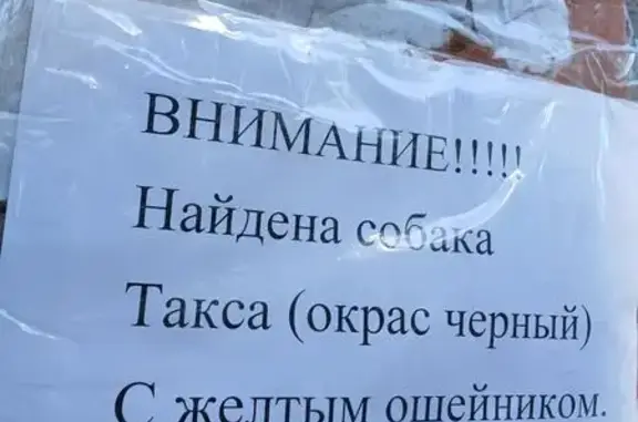Найдена собака, Брянская область, фото: Собака найдена: Свень-Транспортная, Брянск