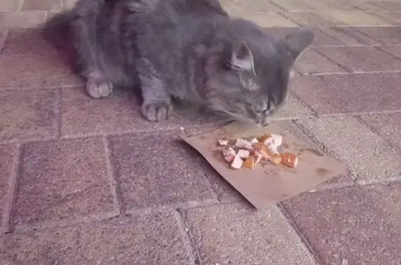 Кошка найдена, Вишнёвая ул., Тюмень