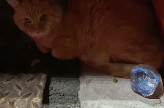 Кошка найдена: ул. Сутягина, 15, Копейск