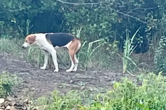 Найдена собака, Саратов, обл.