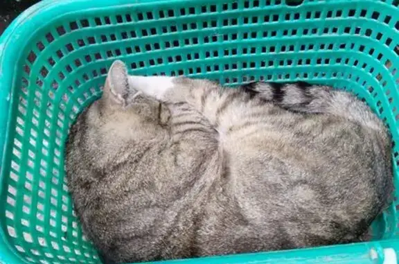Пропала кошка, Тимирязева 1А, Воронеж