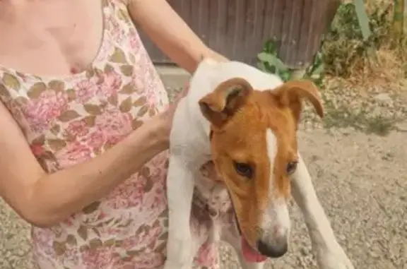 Найдена собака, Краснодар, фото: Щенок найден на Магистральной, 7