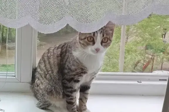 Пропала кошка, Мининский сельсовет