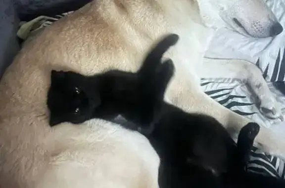 Пропала кошка Мася, ул. Дементьева 27