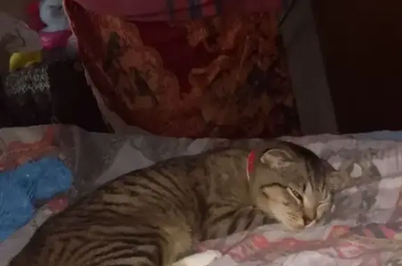 Пропала кошка, Свердловская область