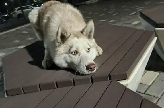 Найдена хаски, Челябинск, Телевизионная