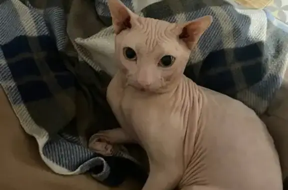 Кошки потеряшки, Тюмень, фото: Потеряшка кошка на ул. Кубанская, 9, Тюмень