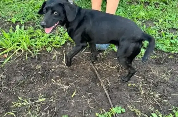 Найдена собака, , фото: Собака найдена на ул. Титова, 12, Большая Шильна