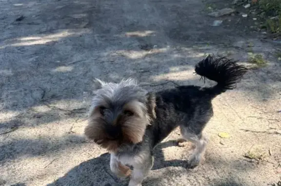 Пропала собака, Зеленодольская ул.