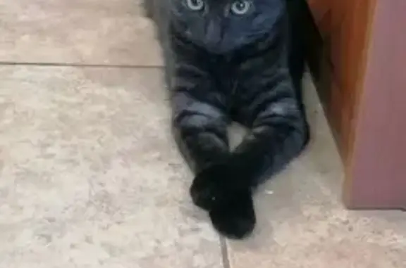 Пропала кошка, Преображенского 12, Березники