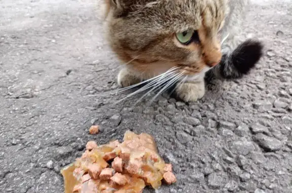 Найдена кошка, Тамбовская область, фото: Кошка найдена у 