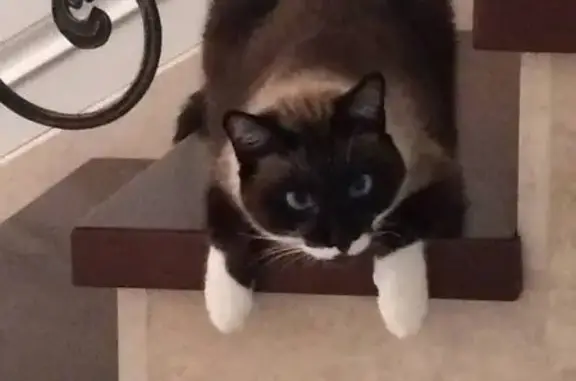 Кошки потеряшки, Петергоф, фото: Потеряшка кот Оскар, Егерская ул. 2/9, Петергоф