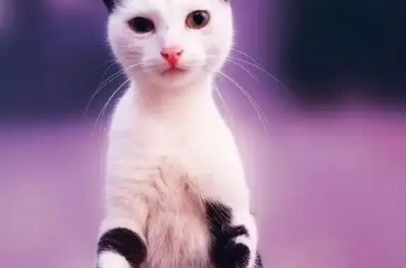 Кошки потеряшки, , фото: Потеряшка кошка, Луганск, Луганская обл.