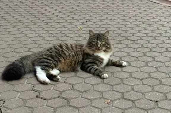Найдена кошка, Переславль-Залесский, фото: Кошка найдена на ул. Урицкого, Переславль