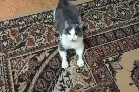 Пропала кошка, Лесная ул., 8, Касли