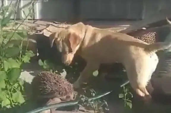 Пропала собака, ул. Мате Залки, 3, Симф.