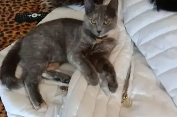 Кошки потеряшки, Ульяновск, фото: Потеряшка кошка, Радищева 158, Ульяновск