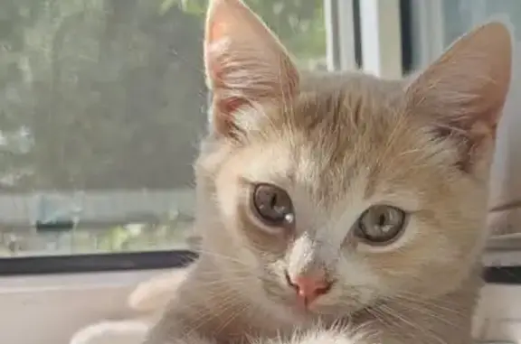 Кошки потеряшки, Малоярославец, фото: Потеряшка кошка, Строительная ул., Малоярославец