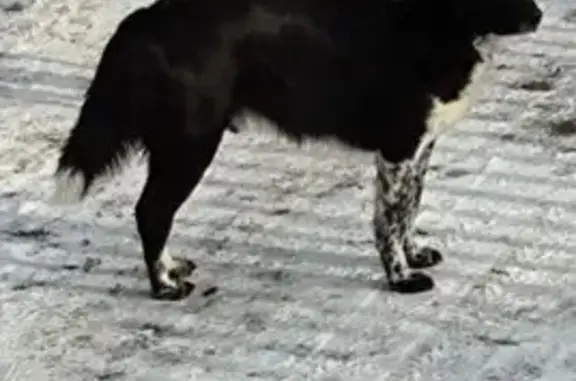 Собаки потеряшки, Химки, фото: Потеряшка собака, Химки, ЖК Город Набережных