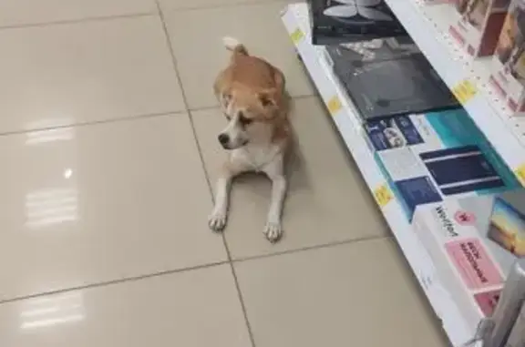 Найдена собака, Волгоград, фото: Собака найдена: ул. Пельше, 10, Волгоград