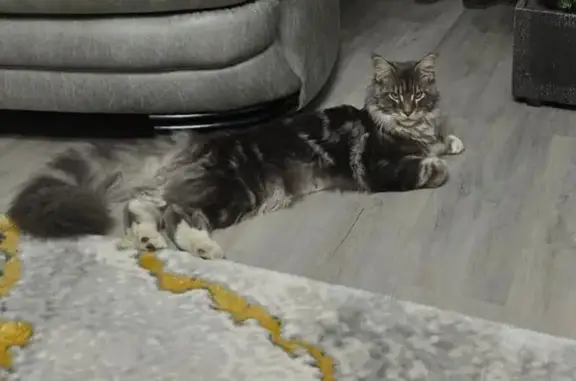 Кошки потеряшки, Волгодонск, фото: Потеряшка кошка, ул. Ветеранов, 62А, Волгодонск