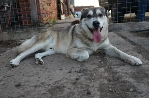 Собака найдена в Красногорске, МО