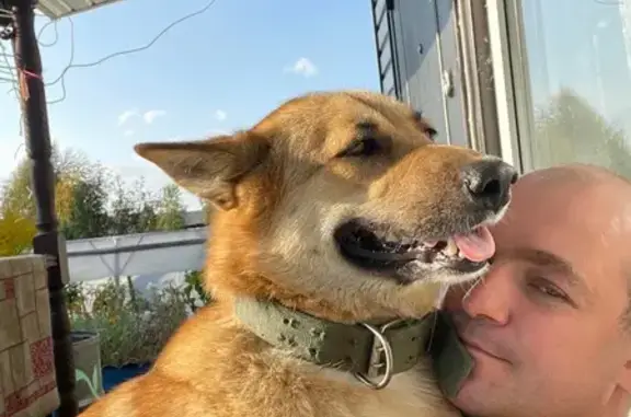 Пропала собака, Карелия, 86К-310