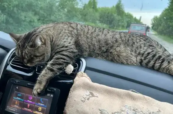 Пропал кот, СНТ СПЕКТР ул. Красная, 40