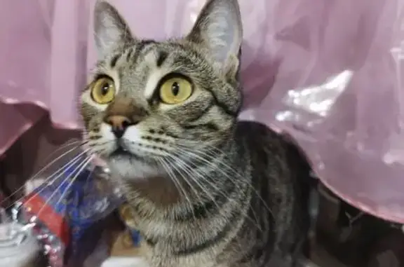 Кошки потеряшки, Волгодонск, фото: Потеряшка кошка, ул. Ленина, 80, Волгодонск