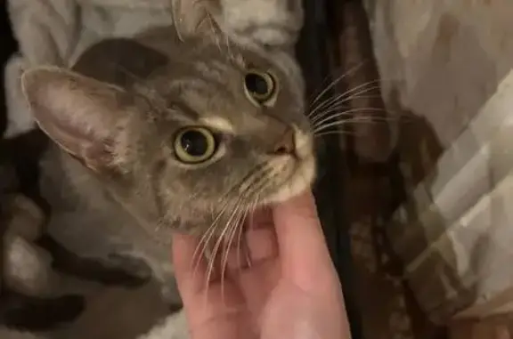 Найдена кошка, Томск, фото: Кошка найдена: Вокзальная ул., 41, Томск