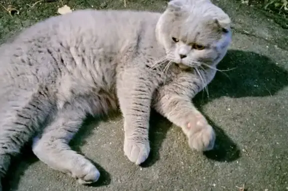 Найдена кошка, Москва, фото: Найдена кошка у Каховка, 13 к3, Москва
