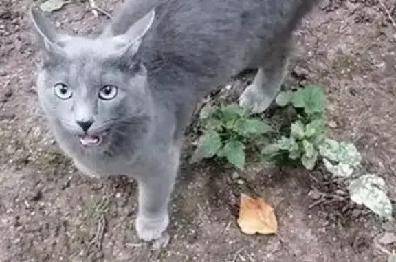 Кошка найдена: Лобачевского, 26, Москва