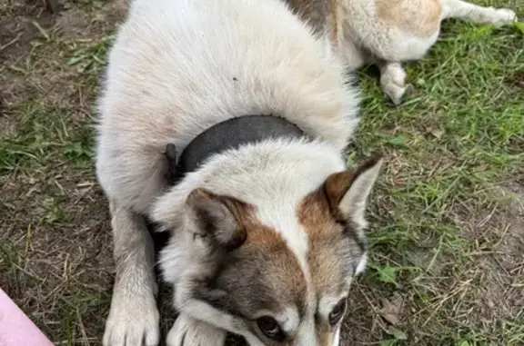 Найдена собака, Московская область, фото: Найдена собака, МО, отдадим хозяину!
