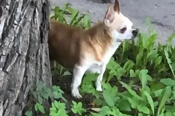 Найдена собака, Репино, фото: Потеряна собака, Нагорная ул., 8, Репино