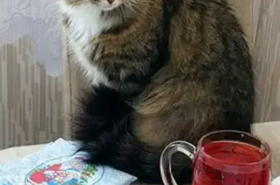 Кошки потеряшки, Медвежьегорск, фото: Потеряшка кошка на Повенецкой, Медвежьегорск