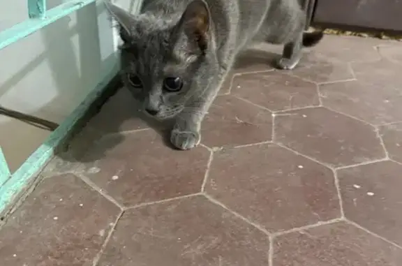 Кошка найдена в подъезде, Лермонтовская