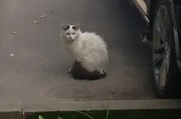 Кошка найдена: Мироновская ул, 9, Москва