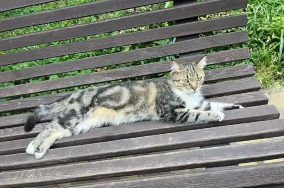 Найдена кошка, ул. Яцкова, Краснодар