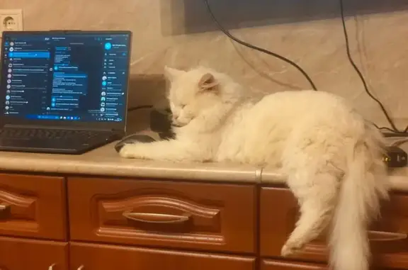 Кошки потеряшки, Московская область, фото: Потеряшка сибирская кошка, МО