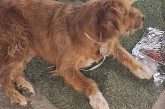 Найдена собака, Пятигорск, фото: Найдена рыжая собака, Дзержинского 64