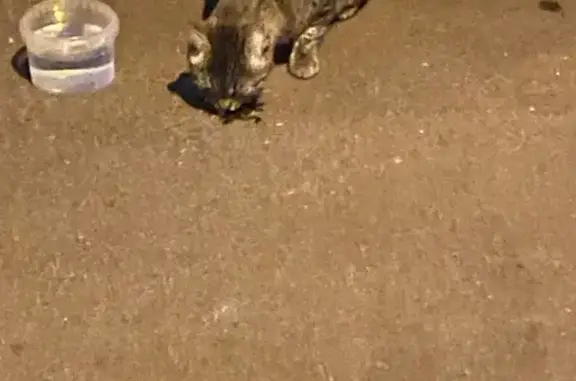 Найдена кошка, Москва, фото: Кошка найдена на Новороссийской улице