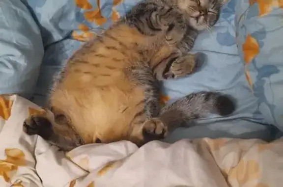 Кошки потеряшки, Курск, фото: Потеряшка кот на Союзной, 67/3, Курск