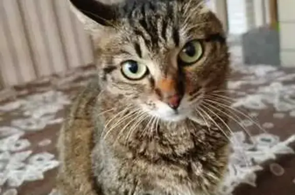 Кошки потеряшки, Нижневартовск, фото: Потеряшка кошка, Омская ул. 60, Нижневартовск