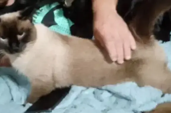 Потерянные животные Невинномысск, фото: Пропала сиамская кошка, Водопроводная 