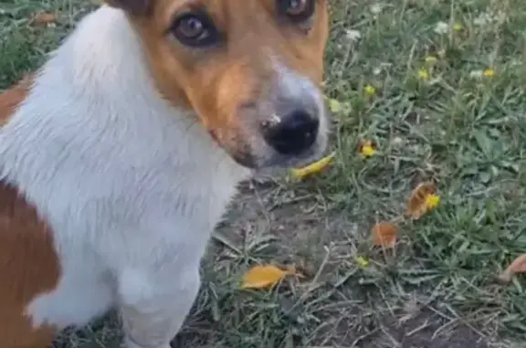 Найдена собака, Красноармейское, фото: Джек Рассел найден на Шоссейной, 26