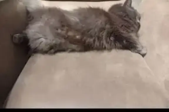 Объявления о пропавших и найденных животных, Нижний Новгород, фото: Пропала кошка, ул. Заболотная, 24Б