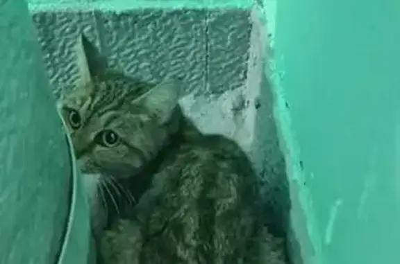 Найдена кошка, Москва, фото: Кошка найдена на Армавирской, 9, Москва