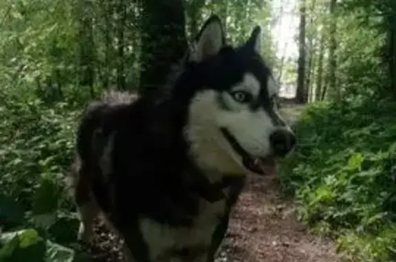 Пропала собака, ул. Ашмарина, Чебоксары