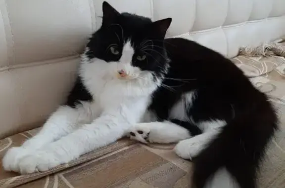 Кошки потеряшки, Светлый, фото: Потеряшка кошка, Пионерская 26, Светлый